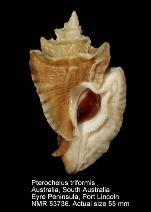 Pterochelus triformis.jpg - Pterochelus triformis(Reeve,1845)
